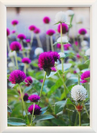 「紅白咲合戦」シロヤギ