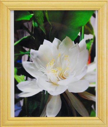 「月下美人」新井武夫