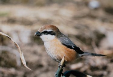 「早く耕せよ」伊原 耕作