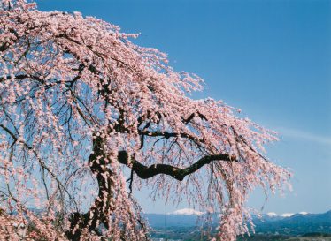 「飯田市くよとの桜」河村 弘久