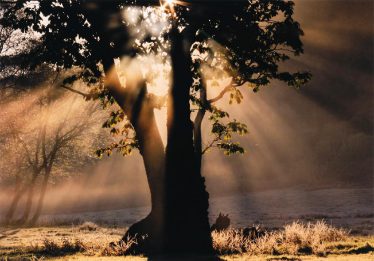 「光のほさき」菅沼　美恵子