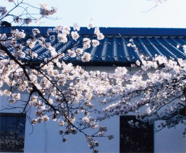 「桜のかけ橋」熊谷 好晃