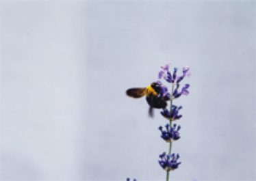 「密を吸う」伊原 耕作