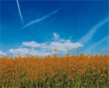 「四色のコントラスト」熊谷 好晃