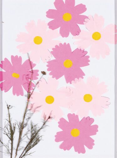 「秋桜」　遠山 千恵